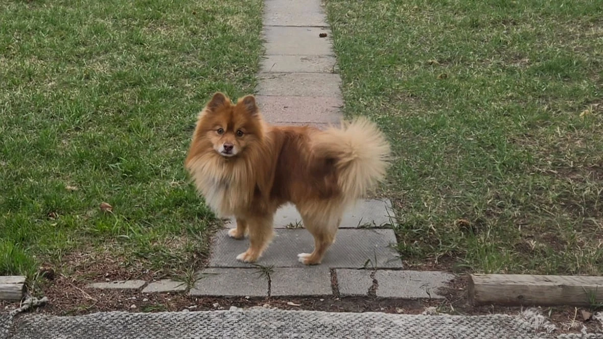 Saskatoon woman looking for 'justice' after dog attack leaves Pomeranian dead
