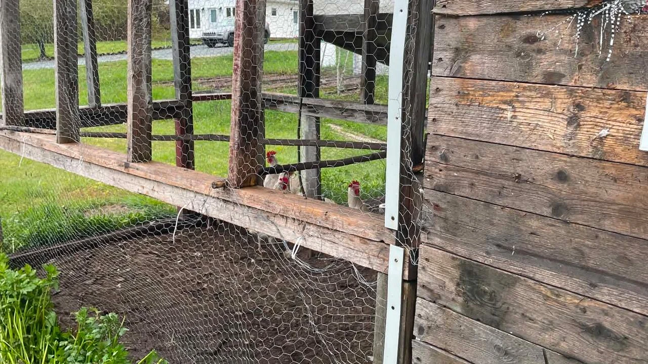 Hungry bear has ‘heyday’ eating chickens, says Eastport woman