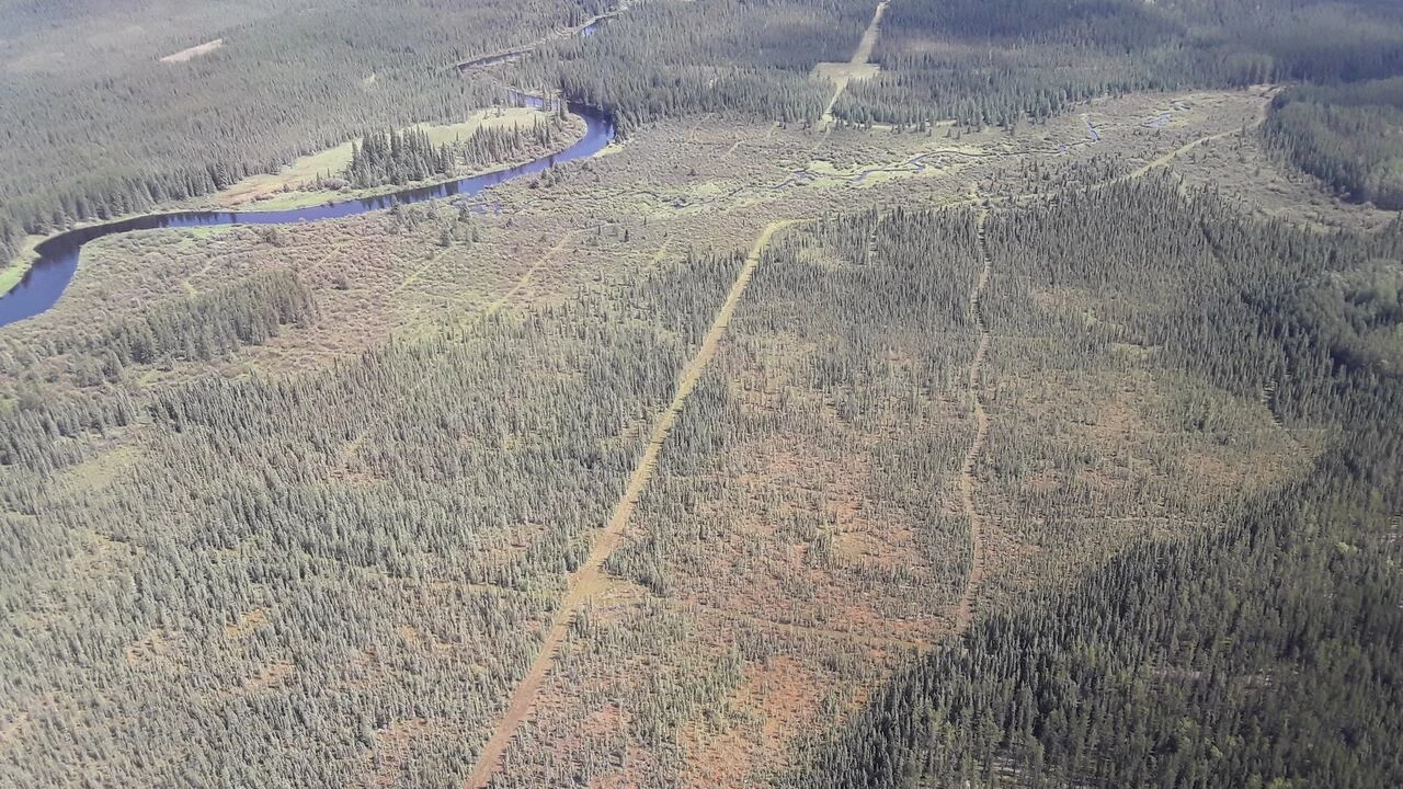 Paths carved into boreal peatlands for oil and gas exploration could be speeding up climate change: study