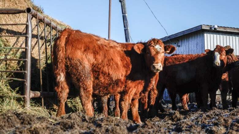 Canada's cattle herd is the smallest in decades. Here's what that means for Alberta ranchers