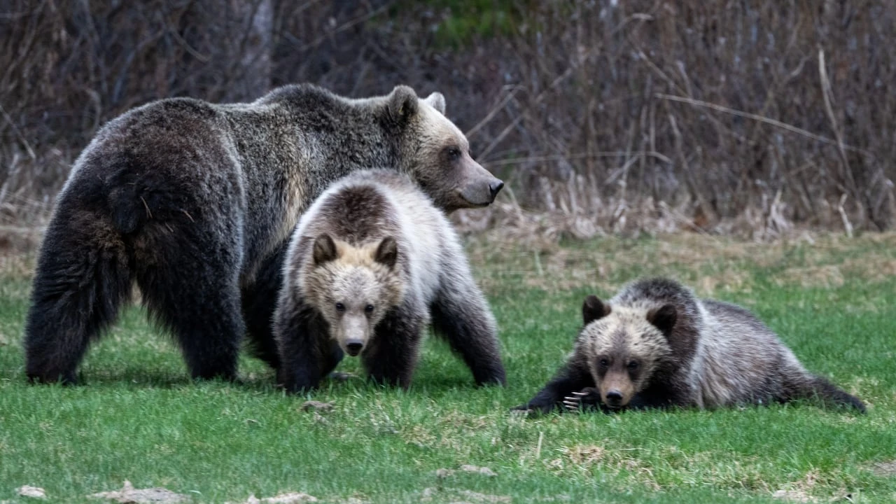 Banff grizzly cub struck by train in 'heartbreaking' loss for sensitive species