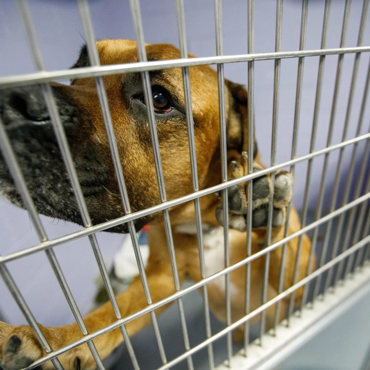 Some animal shelters in Canada are seeing more pet surrenders — because their owners can't afford them