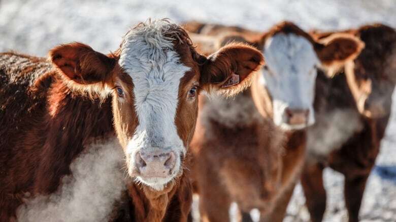 Alberta government 'deeply concerned' with Bloc Québécois supply management bill