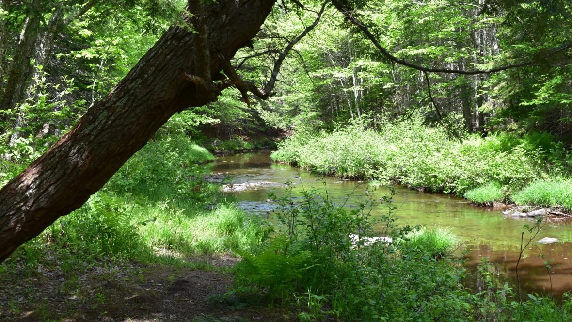 Riverview Park gets conservation status preserving it for future generations