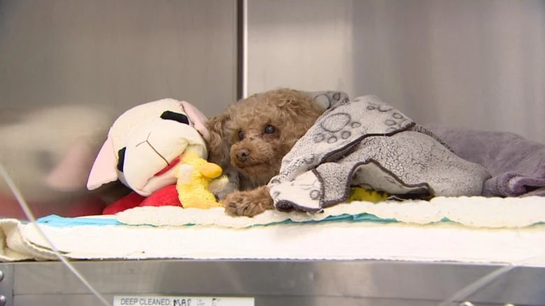 Oscar the dog, found last week in trash bin, recovering from surgery