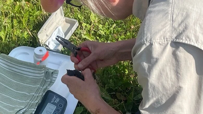 P.E.I. tree swallows get new homes and new tracking, thanks to watershed groups  