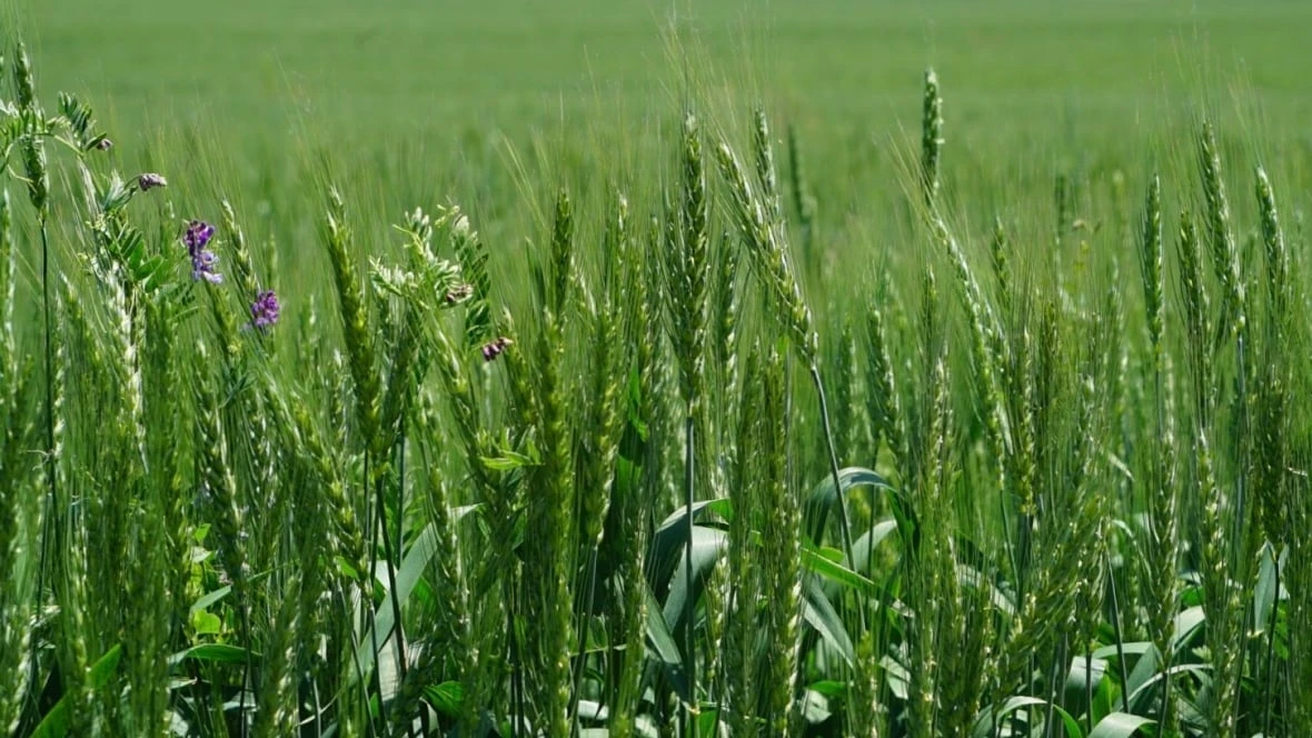 'Everything started regrowing': Alberta farmers welcome rainfall