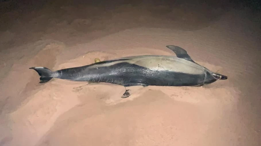 Dolphin discovered on P.E.I.'s north shore was infested with parasites, necropsy finds