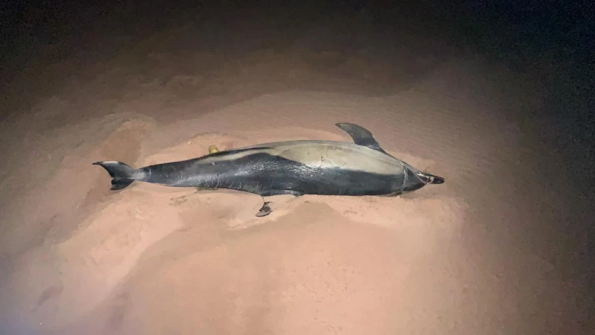 Dolphin found stranded on P.E.I.'s north shore dies