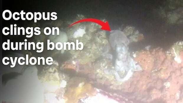 Octopus battling 'bomb cyclone' caught on camera by B.C. scientists researching sea life