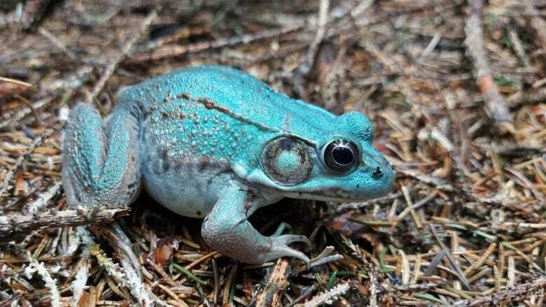 'I thought it was a piece of plastic': Rare blue frog spotted by hiker near Oxford