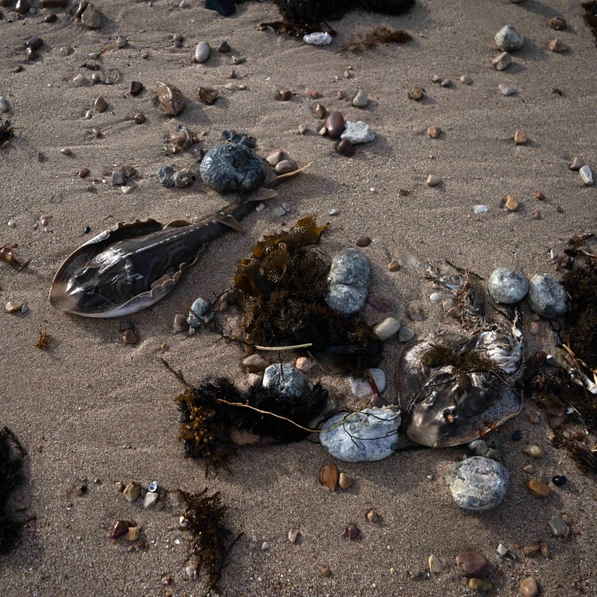 South Australia algal bloom a 'natural disaster,' state's premier says, as species wiped out