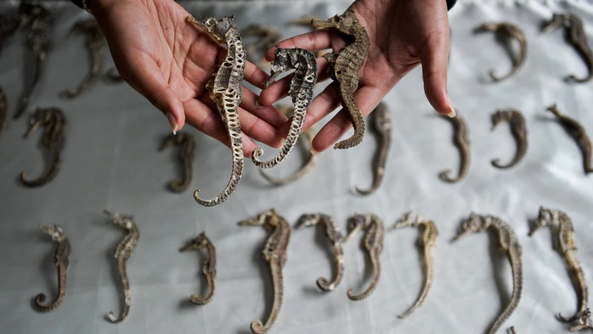 Millions of seahorses worth $29M smuggled illegally, study finds