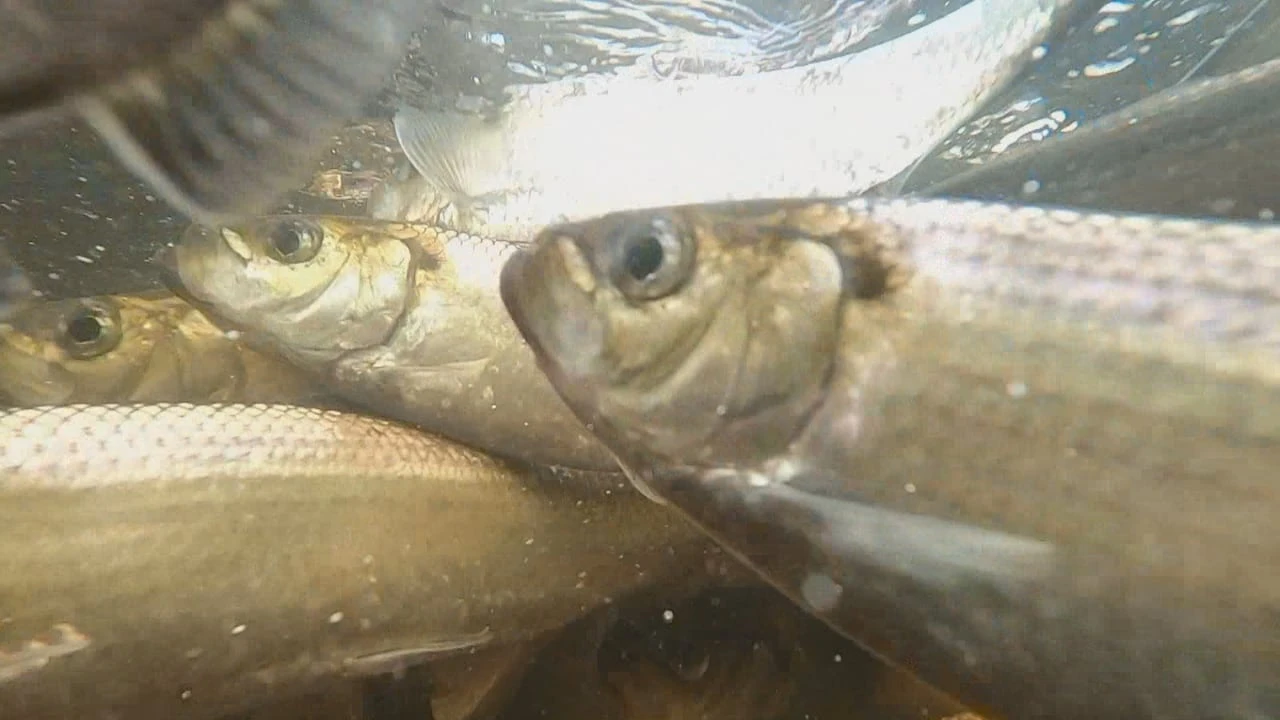 Change at Mactaquac Dam sees millions more fish make it upriver to spawn