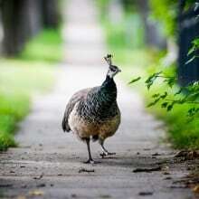 How the peacock became a mascot and 'unique' attraction in Souris, Man.