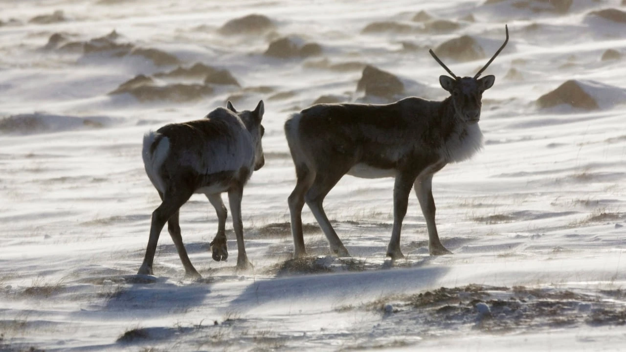 Indigenous knowledge takes centre stage at Yellowknife caribou conference
