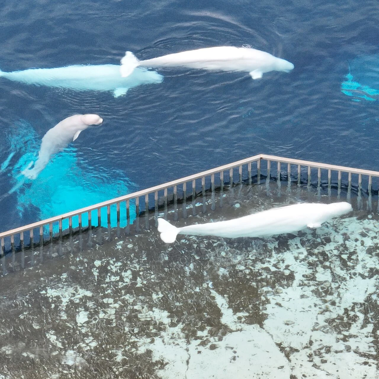Marineland requesting $10M-$20M federal loan to export belugas to U.S.