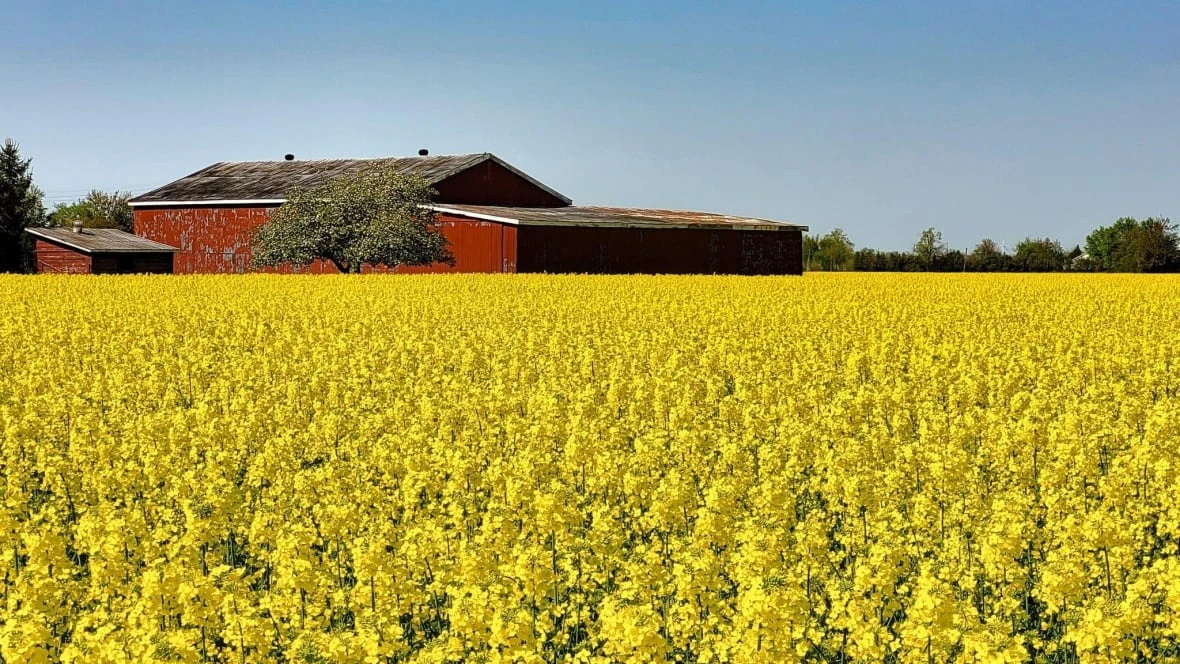 New Chinese tariff on Canadian canola doesn't scare Essex County growers — but sympathies go to Western Canada