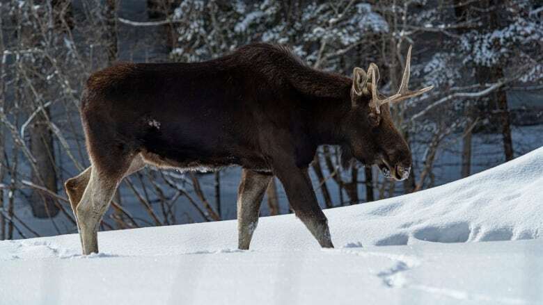 Environmental appeal decision sheds light on B.C. hunting rules