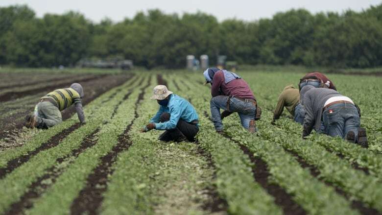 Issues outlined in UN report linking temp foreign worker programs to 'slavery' present in Sask.: experts