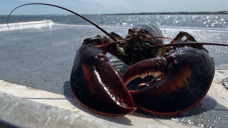 China's looming seafood tariffs just add to 'craziness,' says lobster organization