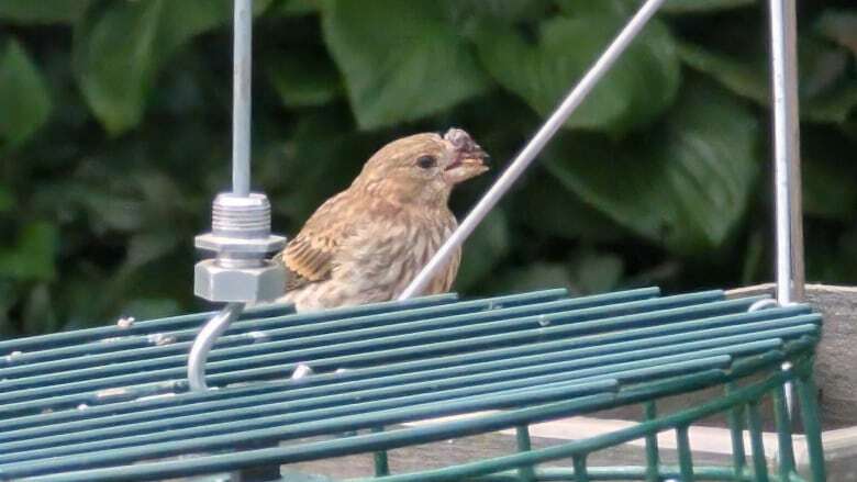 Suspected avian pox case in London a reminder to routinely disinfect bird feeders: pathologist