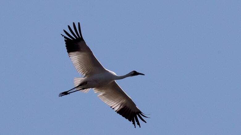 Northern Whooping Crane Festival highlights conservation and collaboration in Fort Smith, N.W.T.