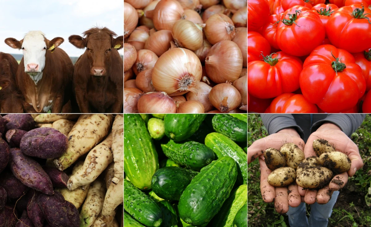 Namibia Turns to Urban Agriculture for Sustainable Food Security