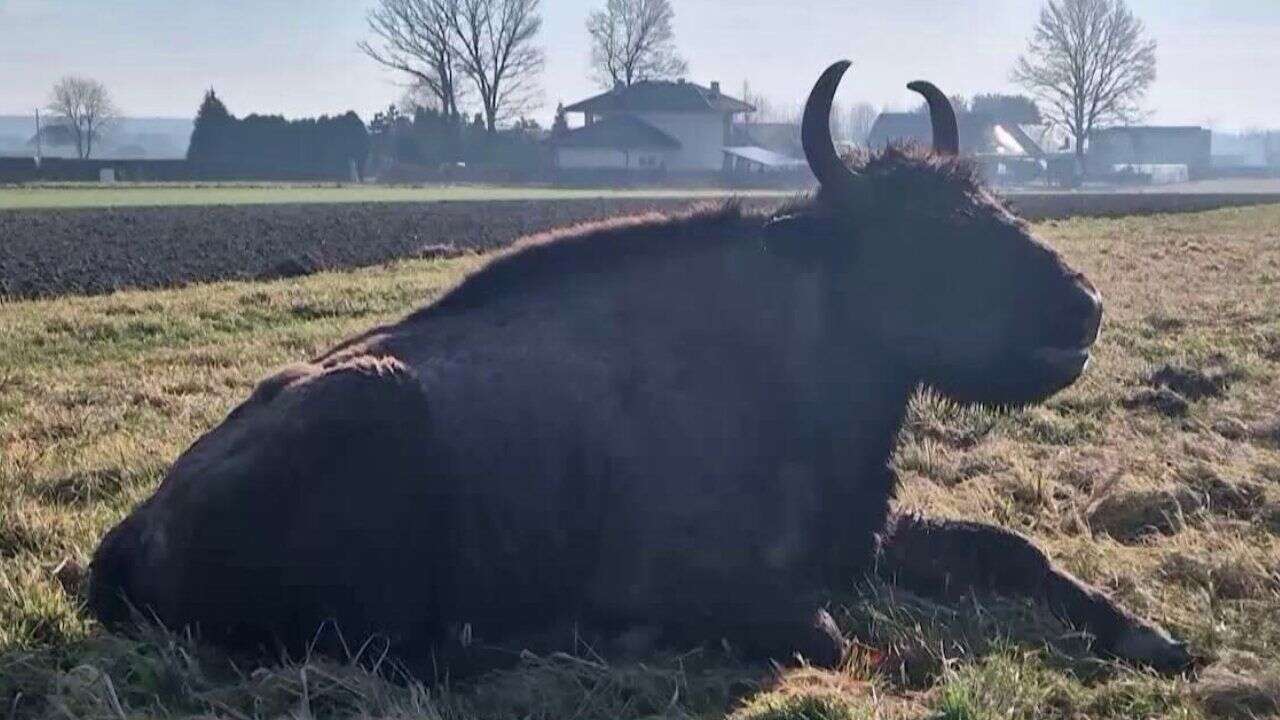 Żubrzyca na gigancie. Teraz czeka ją kwarantanna