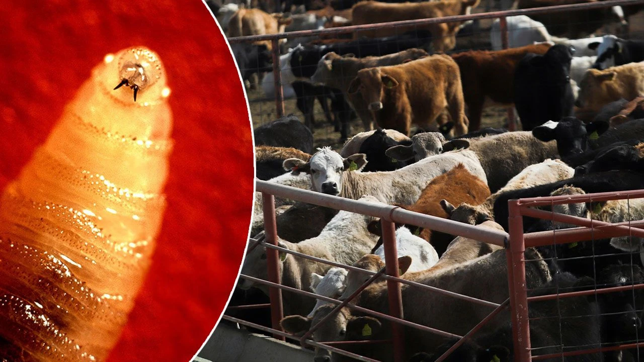 Drążą zabójcze nory w ciele. Nowy typ mięsożernej muchy dotarł do USA