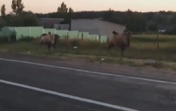 У Харкові верблюди гуляли вулицею
