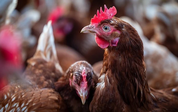 У Німеччині через пташиний грип знищили пів мільйона птахів