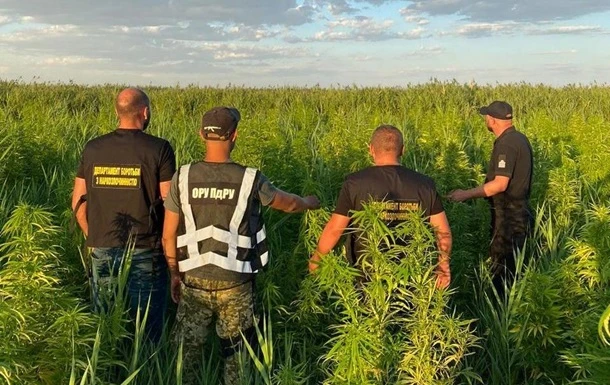 В Одеській області виявили плантацію конопель