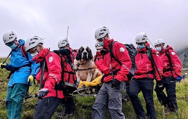 Пса, що впав з гори, рятували 16 добровольців