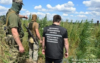 Під Маріуполем в кукурудзі сховали більше 20 тисяч кущів конопель