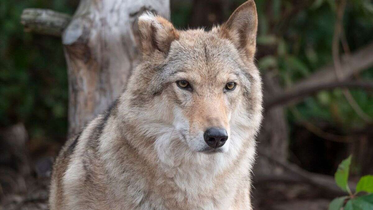 L'UE veut limiter la protection des loups. Pourquoi la prolifération de l'espèce est-elle devenu un problème ?