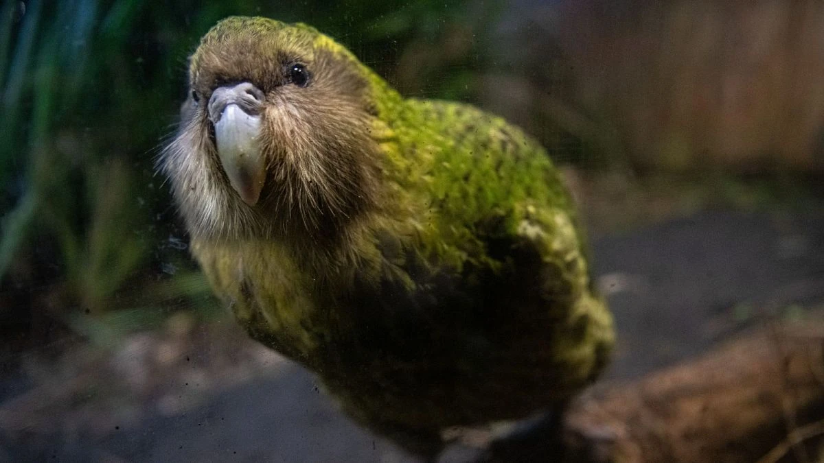 ¿Puede la inseminación artificial salvar al loro kakapo neozelandés?