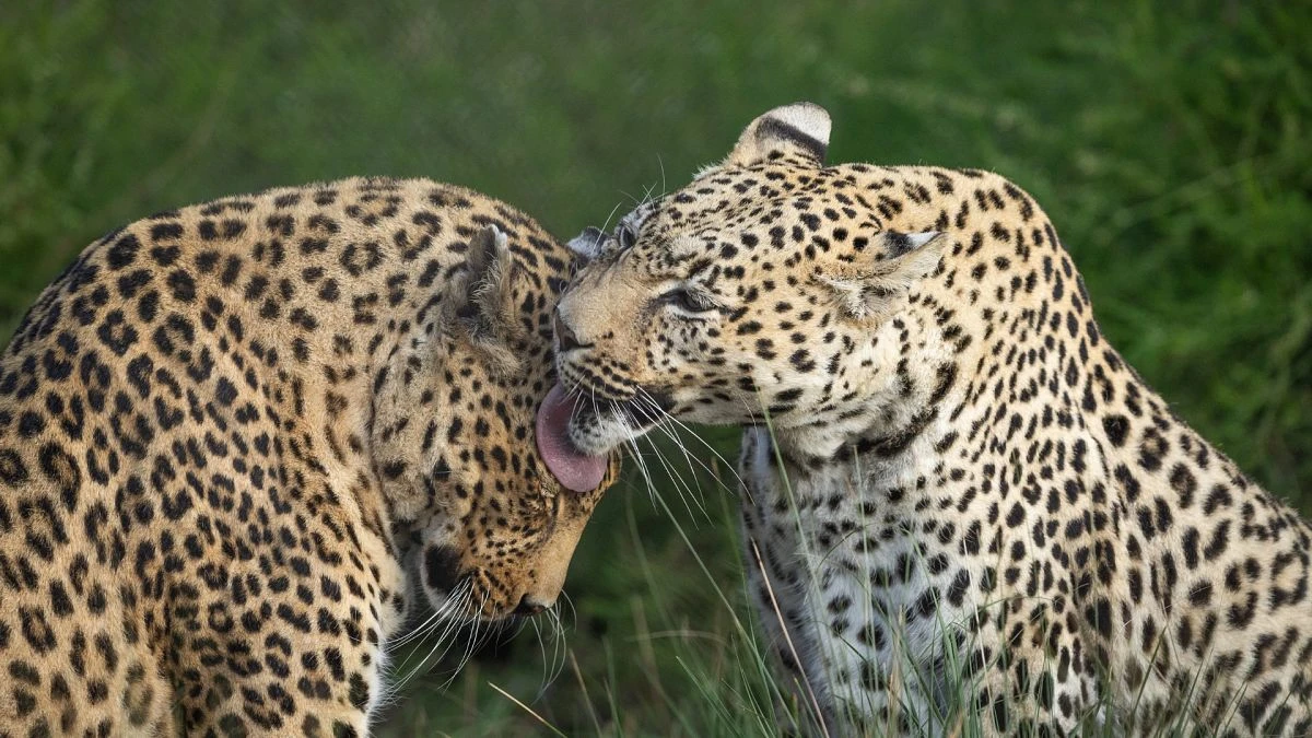 El comercio ilegal de leopardos en Sudáfrica amenaza su supervivencia