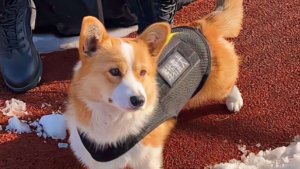 El primer perro corgi policía de China pierde su prima por dormirse