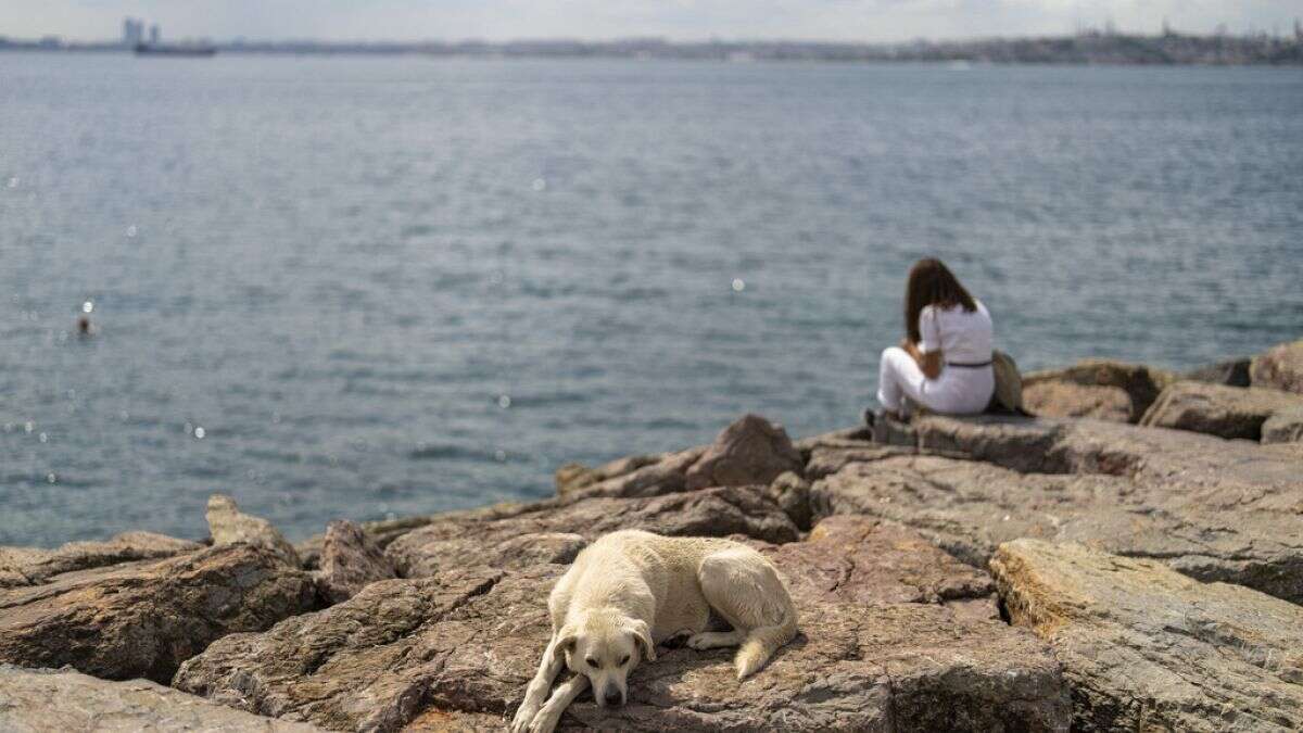 Turquía aplicará la ley de sacrificio de perros callejeros