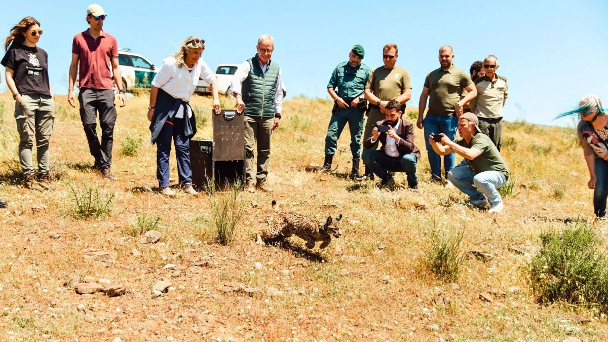 Espagne : quel avenir pour le lynx ibérique, sauvé de l'extinction ?