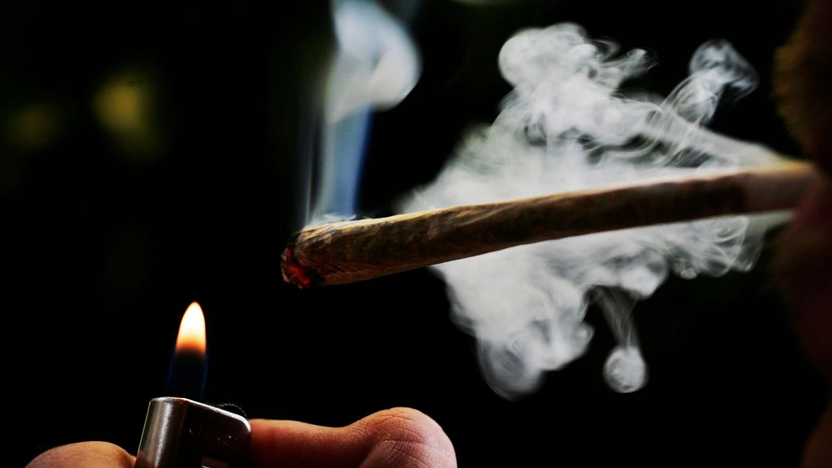 Les Pays-Bas testent la production légale de cannabis