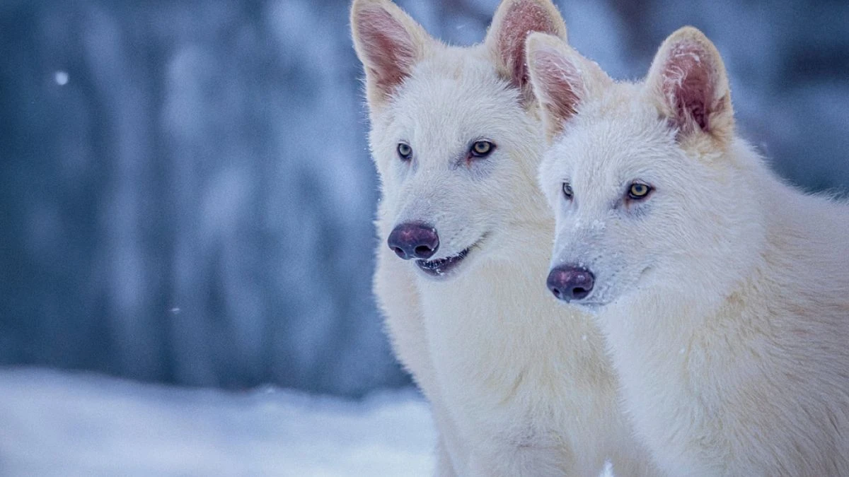 Un loup éteint depuis 10 000 ans a-t-il été ramené à la vie ?