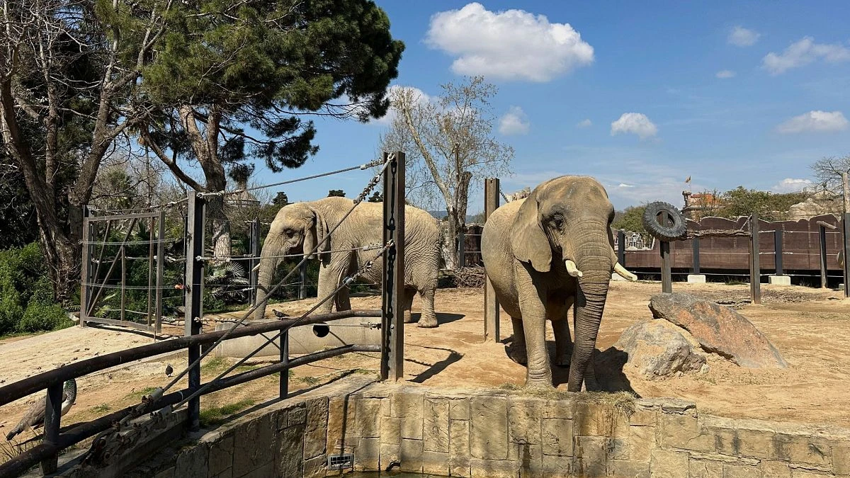 Un zoo geriátrico para elefantes en Barcelona