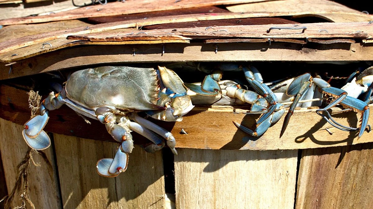 Cangrejos de cristal para freír: la tendencia al maltrato animal