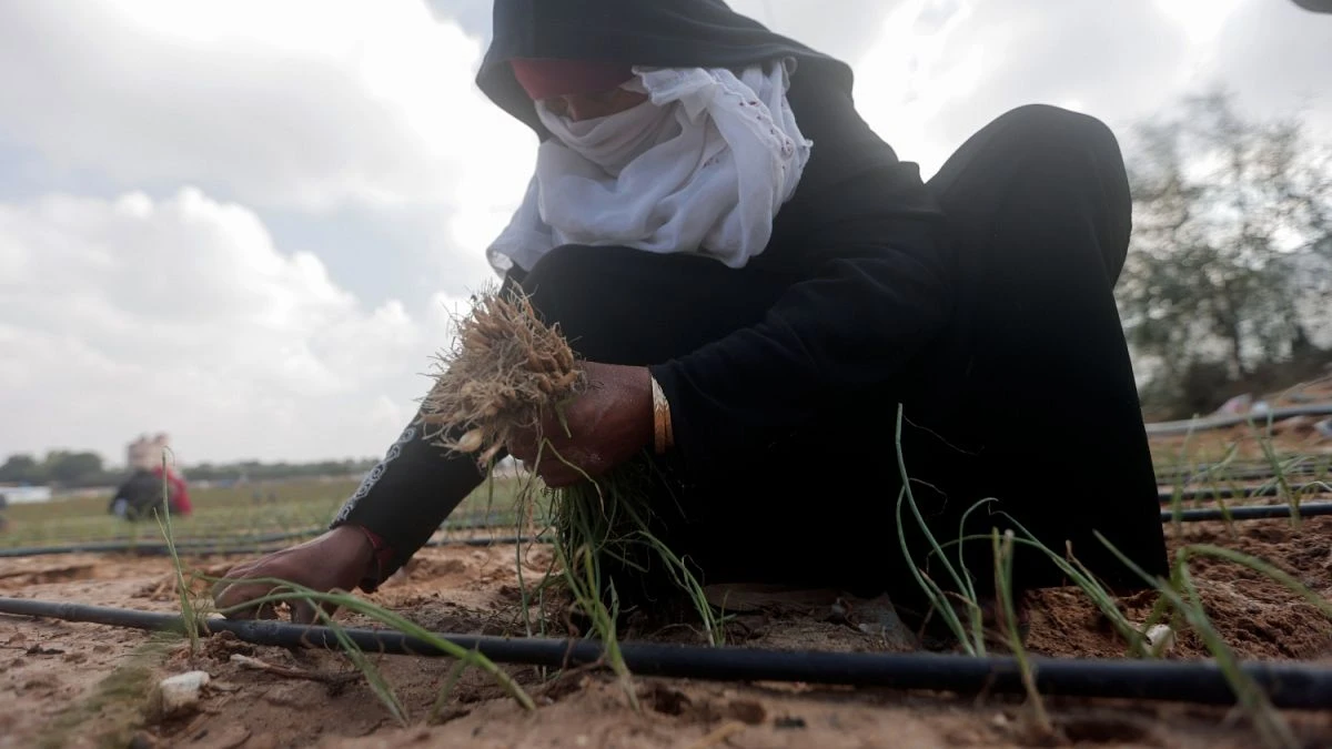 Destrucción sin precedentes del sector agrícola de Gaza