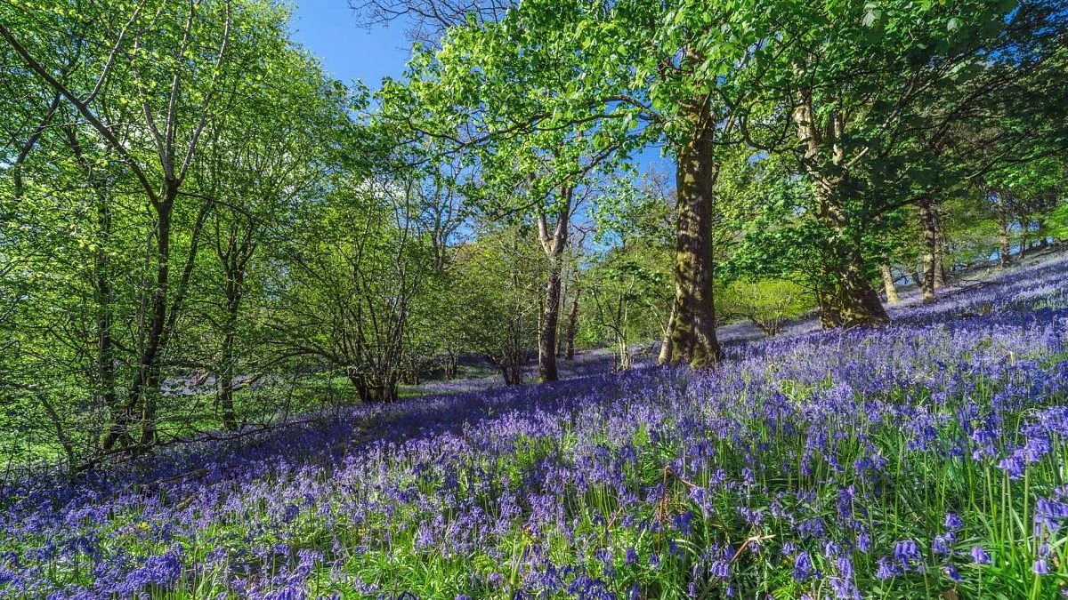 6 lugares serenos para ver florecer la primavera en toda Europa