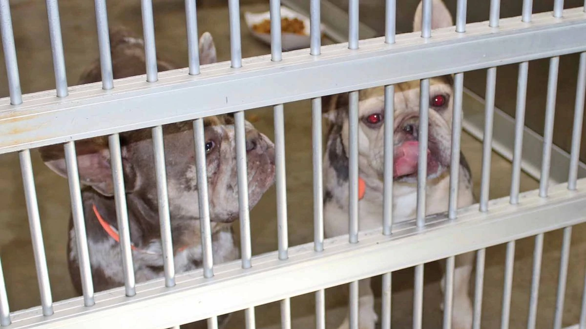 Críticas al nuevo plan de protección de animales domésticos de la UE