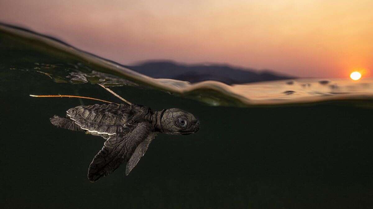 Les lauréats des World Nature Photography Awards sont dévoilés