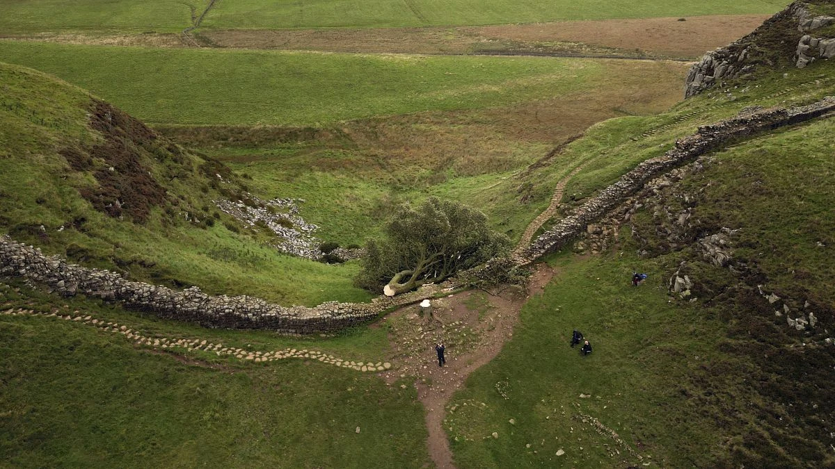 Juicio por la tala de Sycamore, el árbol centenario de 'Robin Hood'